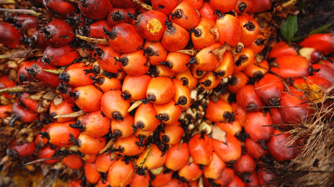 Palm oil production starts
